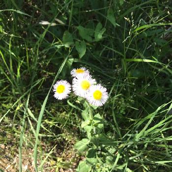 貧乏草の投稿画像一覧 Greensnap グリーンスナップ