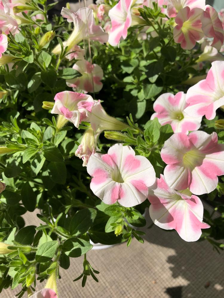 サフィニアアート ももいろハートの投稿画像 By りょうちんさん サフィニアと相談とナメクジ対策とナメクジとの戦いとナメクジ退治 18月5月日 Greensnap グリーンスナップ