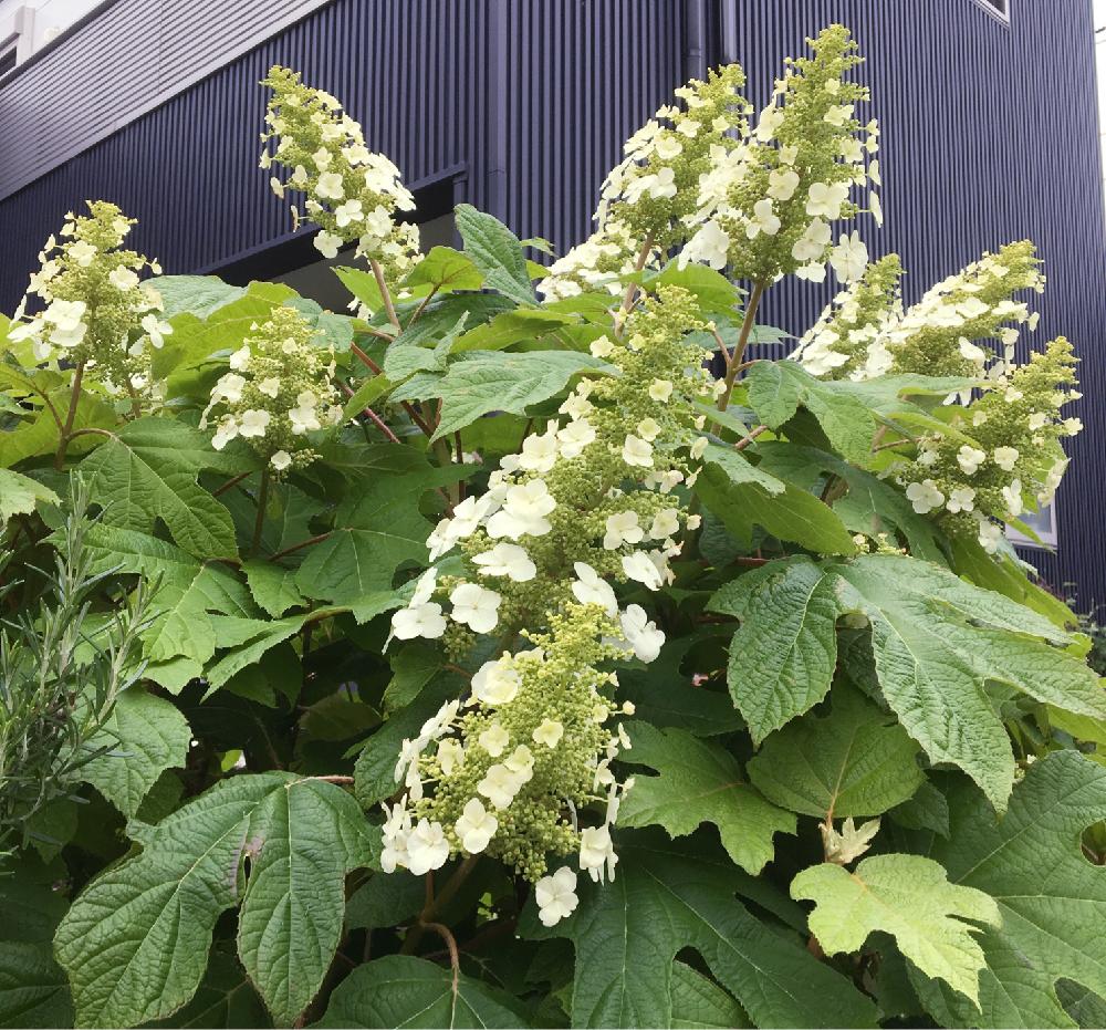 カシワバアジサイ一重の投稿画像 By Meihoさん カシワバアジサイ と柏葉アジサイ スノークイーンとカシワバアジサイ とホワイトガーデン 18月5月日 Greensnap グリーンスナップ カシワバアジサイ一重の投稿画像 By Meihoさん カシワバアジサイ と柏葉アジサイ スノークイーンとカシワバアジサイ とホワイトガーデン 18月5月日 Greensnap グリーンスナップ