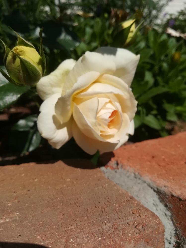 薔薇 マリーアントワネットの投稿画像 By Puttinさん ばら バラ 薔薇と手作りの庭とマイガーデンと我が家の花壇とガーデニングと花のある暮らしと バラの地植えとローズガーデンとロザリアン 18月5月日 Greensnap グリーンスナップ