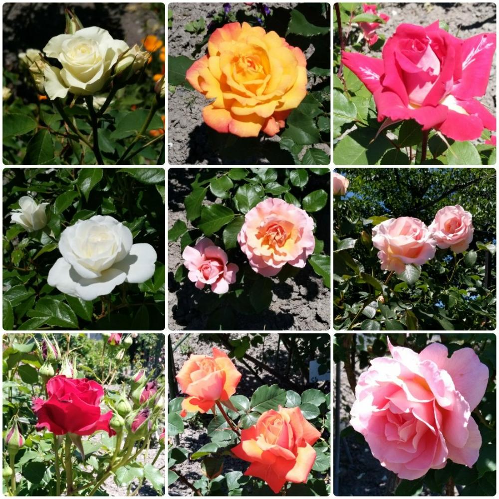 ティファニーの投稿画像 By 黄華さん バラ ローラとレッドシンプリシティとロココとウーメロとアイスバーグとバラ ラブとリオサンバと緑光とボタニカルライフとgs映えとgs日和とドライブと植中毒とバラ祭りと花のある暮らしとかわいいな とバラ ミニバラ 18月5月