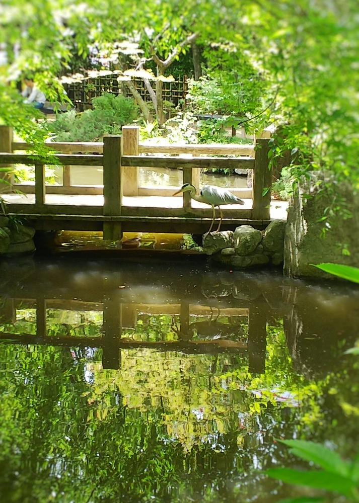 モミジの投稿画像 By はちみつ さん 揺れる水面と水鏡と新緑の５月と日本庭園 18月5月日 Greensnap グリーンスナップ