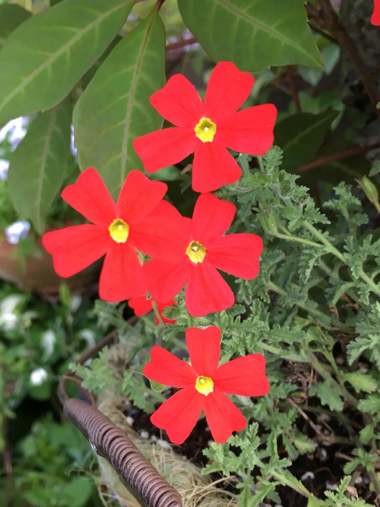 花のある暮らしの投稿画像 By Mukuさん 赤い花と今日の一枚と小さい花 18月5月日 Greensnap グリーンスナップ