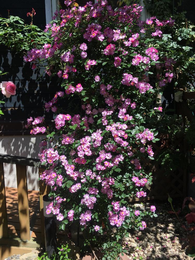 安曇野の投稿画像 By 花庭さん 薔薇 バレリーナとバラを楽しむとガーデニングと花のある暮らし 18月5月日 Greensnap グリーンスナップ