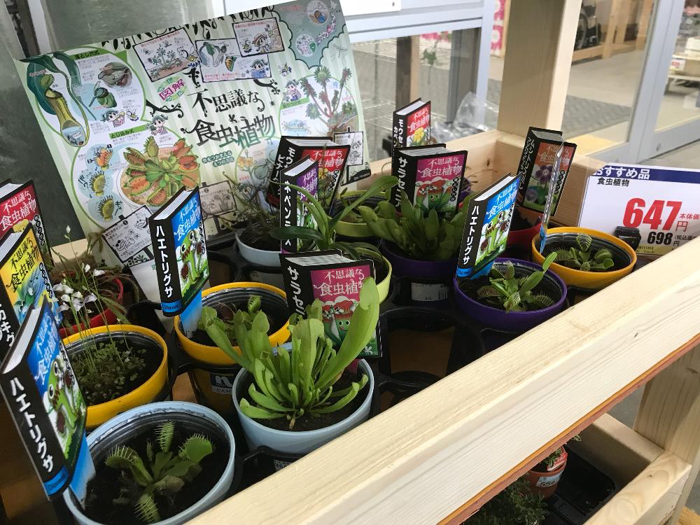 サラセニア の投稿画像 By 春かいろさん ハエトリソウとミミカキグサとネペンテスと食虫植物 ハエトリグサと食虫植物と食虫植物 モウセンゴケと食虫植物 ウツボカズラとひとめぼれ 18月5月日 Greensnap グリーンスナップ