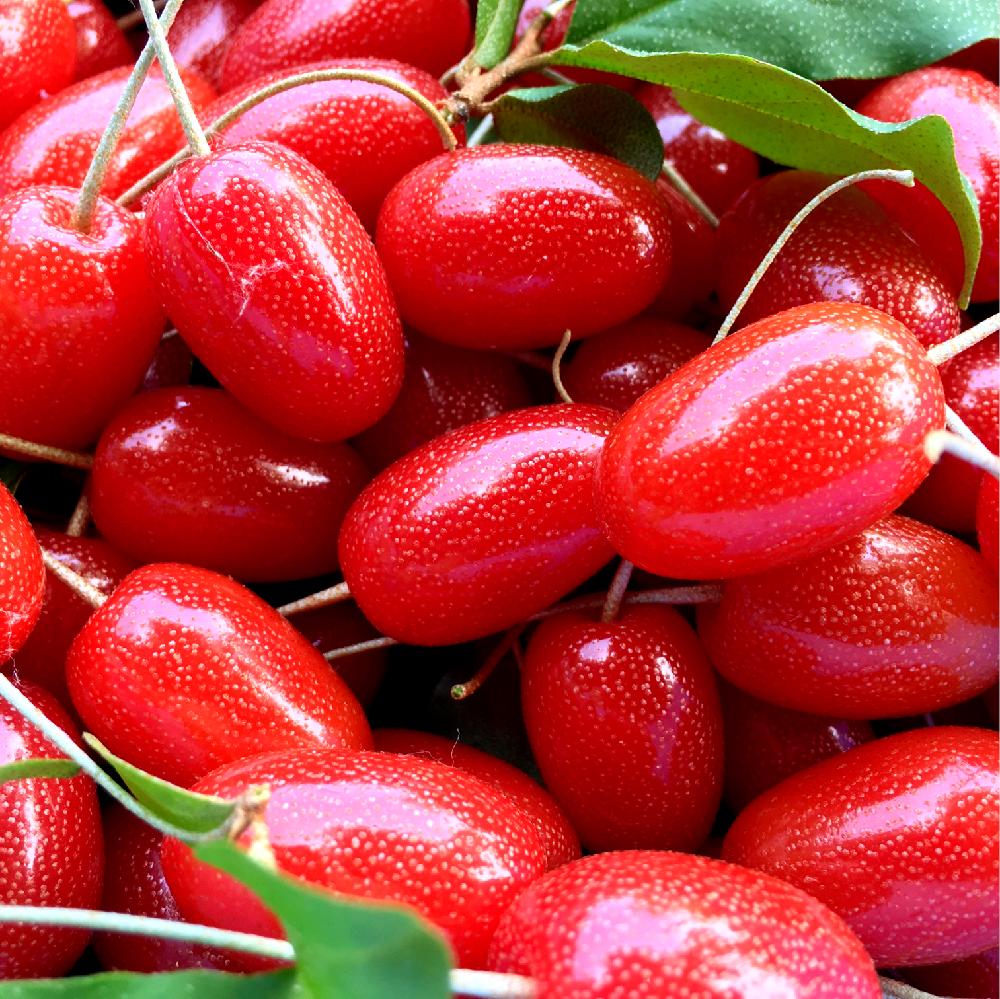 広い庭の投稿画像 By Snoopyさん 我が家の果樹園と実家にてとグミの木 とグミの実と我が家の果樹園と実家にてとグミの木 とグミの実 18月5月日 Greensnap グリーンスナップ Greensnap グリーンスナップ