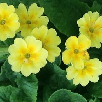『黄色植物』コンテストの画像 by emiさん | 小さな庭とプリムラ　ジュリアンと『黄色植物』コンテストと花のある暮らしと札幌と北海道