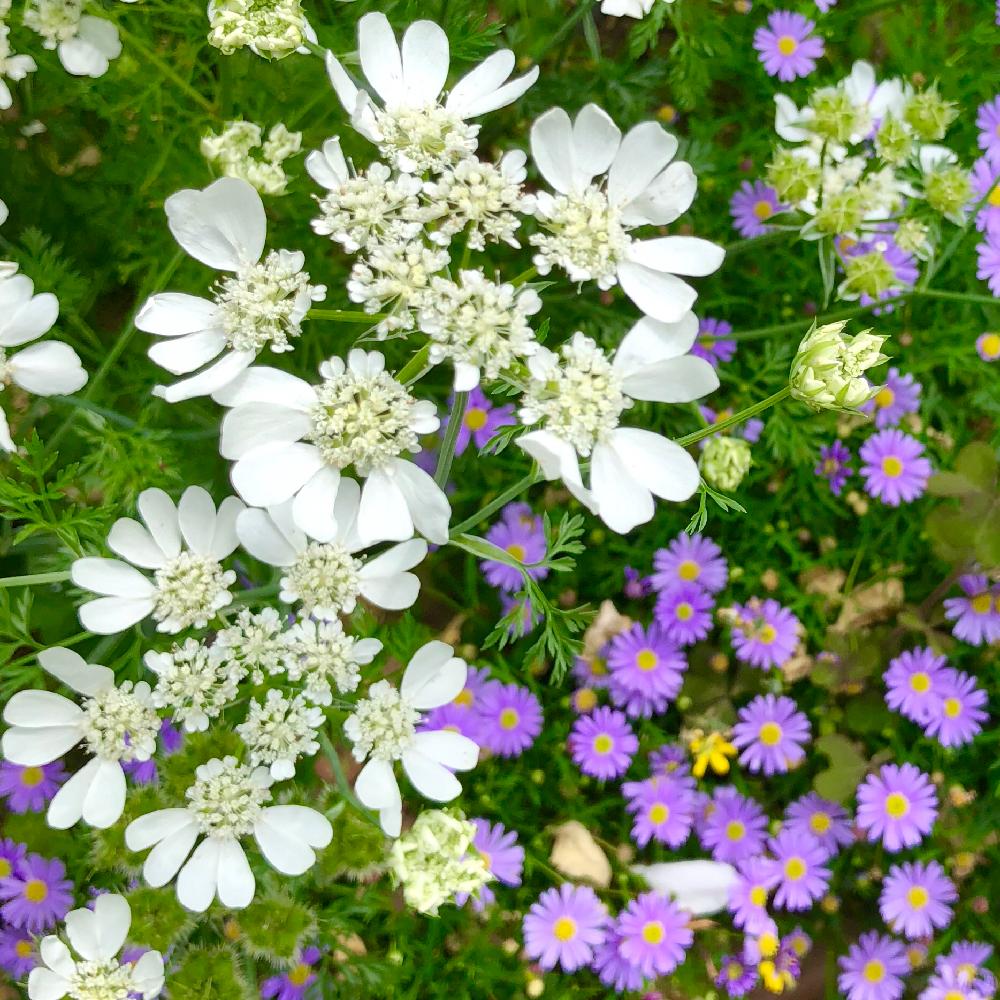 オルラヤ ホワイトレースの投稿画像 By Garden Lifeさん オルラヤとブルーデージーとオルレアとオルレア ホワイトレースと花 のある暮らしとお花のある生活とお花を楽しむと白い花 18月5月日 Greensnap グリーンスナップ
