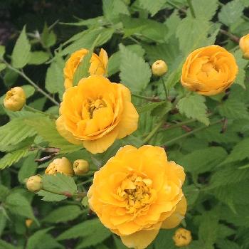 『黄色植物』コンテストの画像 by emiさん | 小さな庭とヤマブキと『黄色植物』コンテストと花のある暮らしと北海道と札幌