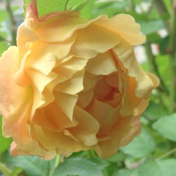 『黄色植物』コンテストの画像 by emiさん | 小さな庭とバラ ラドルチェヴィータと『黄色植物』コンテストと花のある暮らしと北海道とバラ・ミニバラと札幌