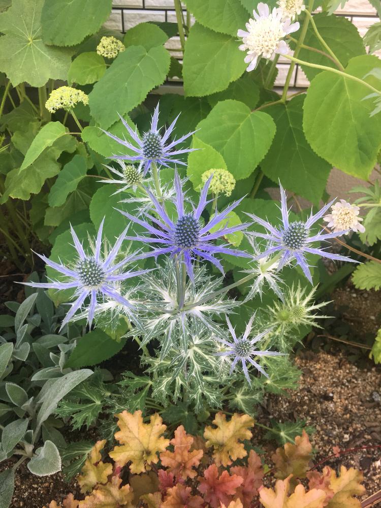 現品限り一斉値下げ 宿根草 エリンジューム ビッグ ブルー Idvn Com Vn