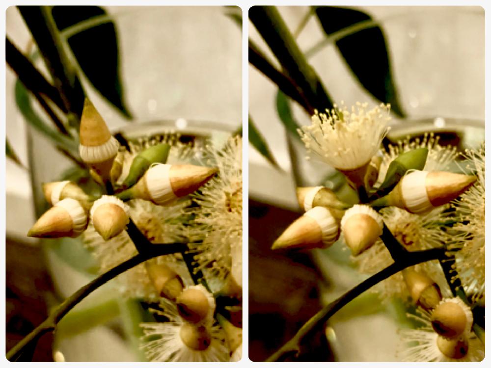 ユーカリの蕾の投稿画像 By Coen さん ベトナムと花材の名前とみどりのある暮らし 18月5月21日 Greensnap グリーンスナップ