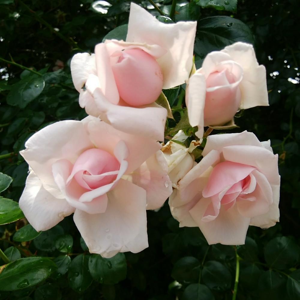 ニュードーンの投稿画像 By Cccrスキさん バラと無修正とばら バラ 薔薇とピンクの花と癒し とつるバラと植中毒としあわせ と花のある暮らしと薔薇 とばら 薔薇 バラとバラ ミニバラ 18月5月21日 Greensnap グリーンスナップ