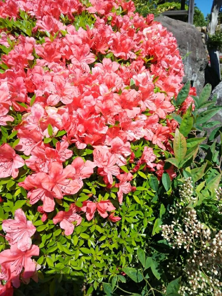 ツツジ科の投稿画像 By Mitumituさん 花のある暮らしとよろしくお願いします 18月5月21日 Greensnap グリーンスナップ