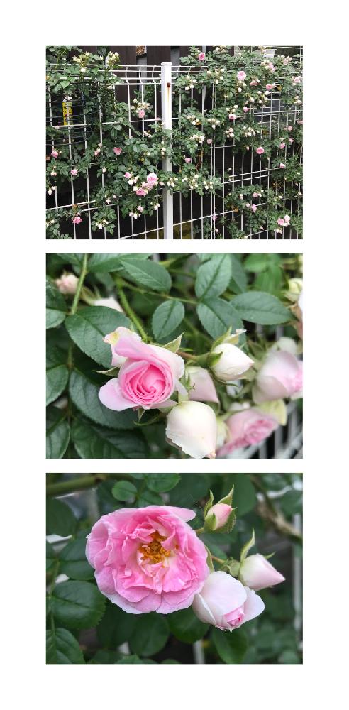 一季咲きの投稿画像 By 松ぼっくりさん ばら バラ 薔薇とロゼットと樹勢 強いとマイガーデンとまる弁抱え咲きとバラのある暮らしとつるバラとトゲなし薔薇と遅咲きと八重咲きとピンク色の花と可愛いと花のある暮らしとかすかな香り 18月5月21日 Greensnap