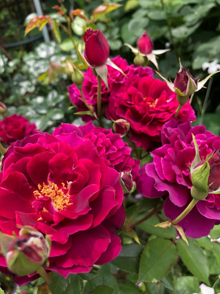 バラ ライラの投稿画像 By まんまドーラさん 小さな庭とﾊﾞﾗの庭と無修正とばら バラ 薔薇と薔薇愛同盟とバラ のある暮らしとgs映えとナチュラルガーデンとgs日和と植中毒とカインズバラコンテストと自慢のバラコンテスト18とガーデニングと癒し とバラが好きと花の