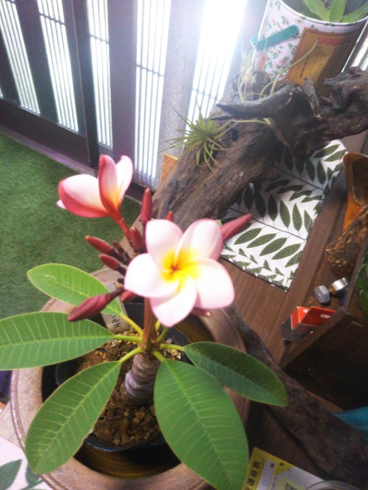 通販限定企画 プルメリア ラッフルズ 通販カタログ掲載 その他 Viskasprekybai Lt