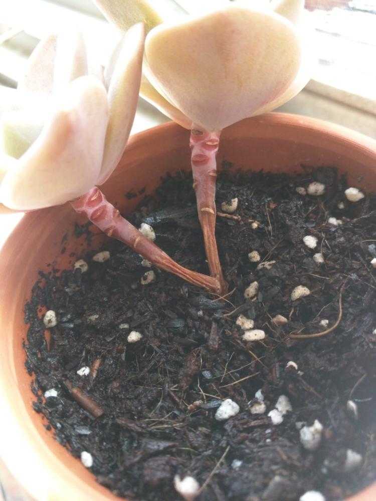 バイネシー葉挿し