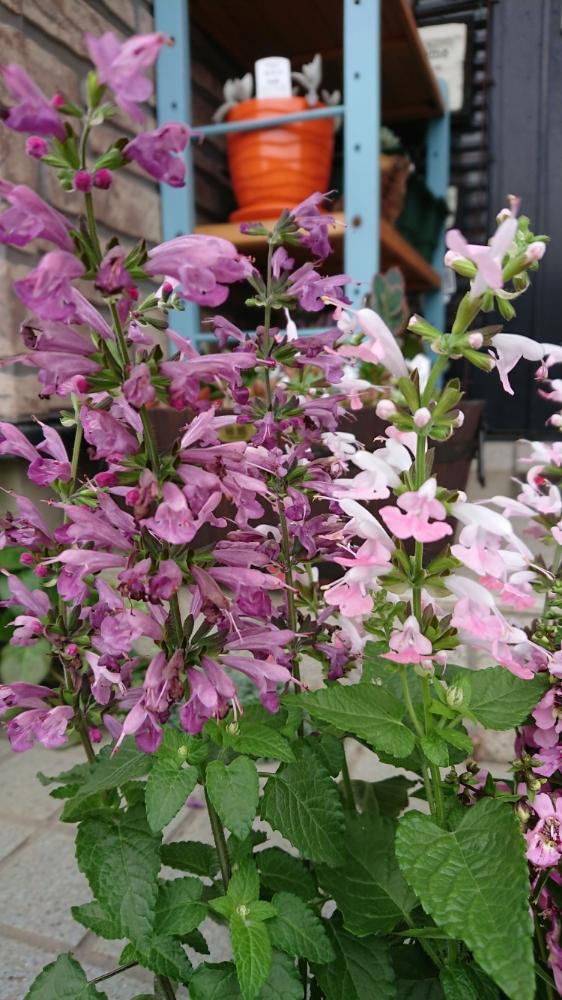 夏の花の投稿画像 By のりりんの森さん ピンク 白のサルビアと紫のサルビアと花のある暮らし 18月5月21日 Greensnap グリーンスナップ