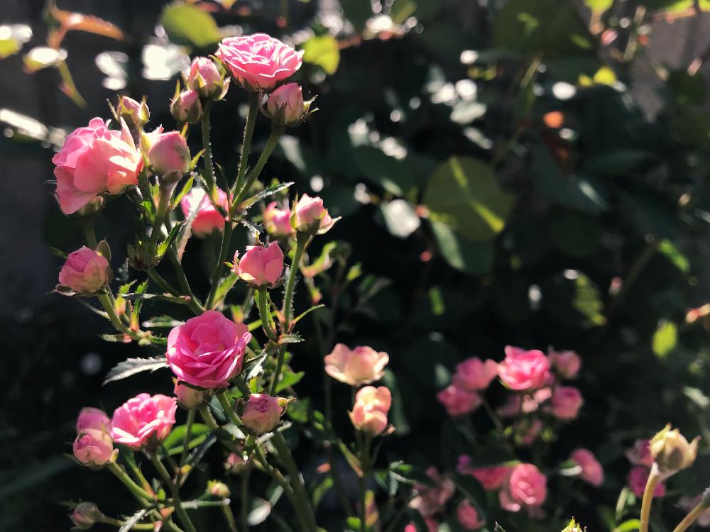 姫バラ ワンダー ファイブの投稿画像 By Mimimoさん ピンクの花とちいさなちいさな花とナチュラルガーデンと花のある暮らしとバラ ミニバラと姫バラ ワンダーファイブ 18月5月21日 Greensnap グリーンスナップ