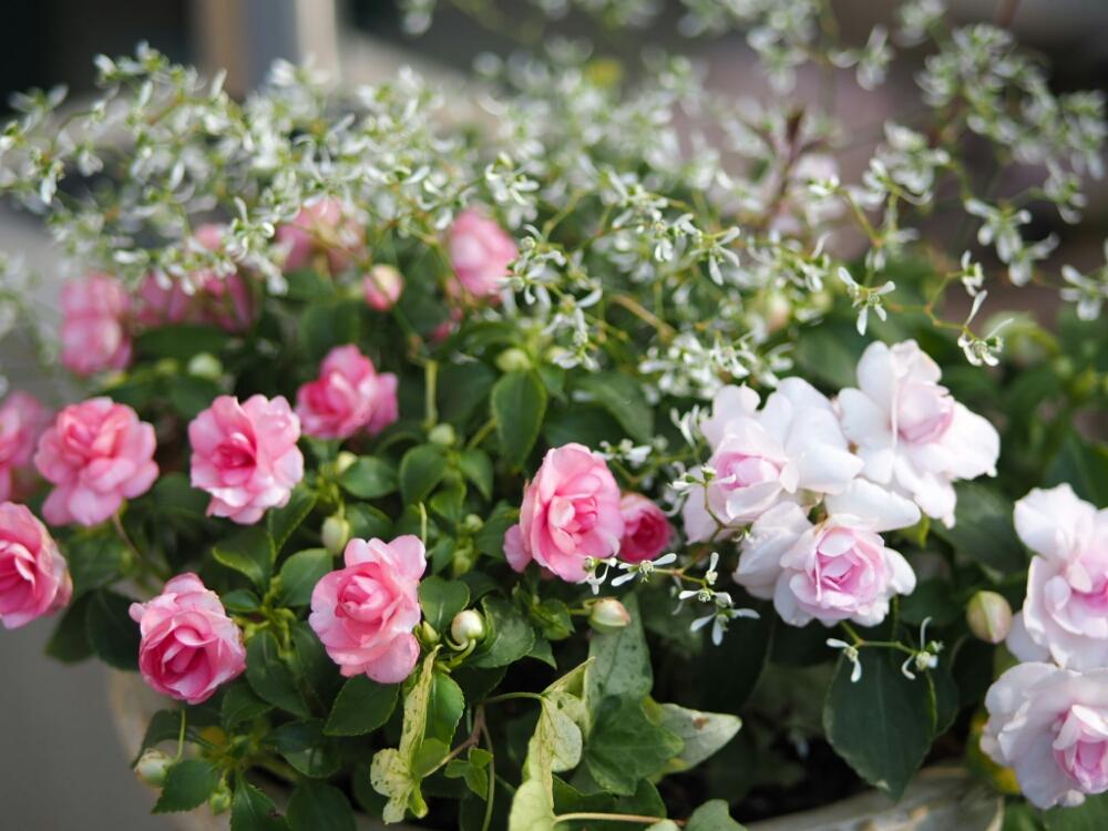 インパチェンスの投稿画像 By Ougさん 寄せ植えと手作り花壇とミニ花壇とカリフォルニアローズ フィエスタとバラ咲きと花のある暮らし 18月5月21日 Greensnap グリーンスナップ