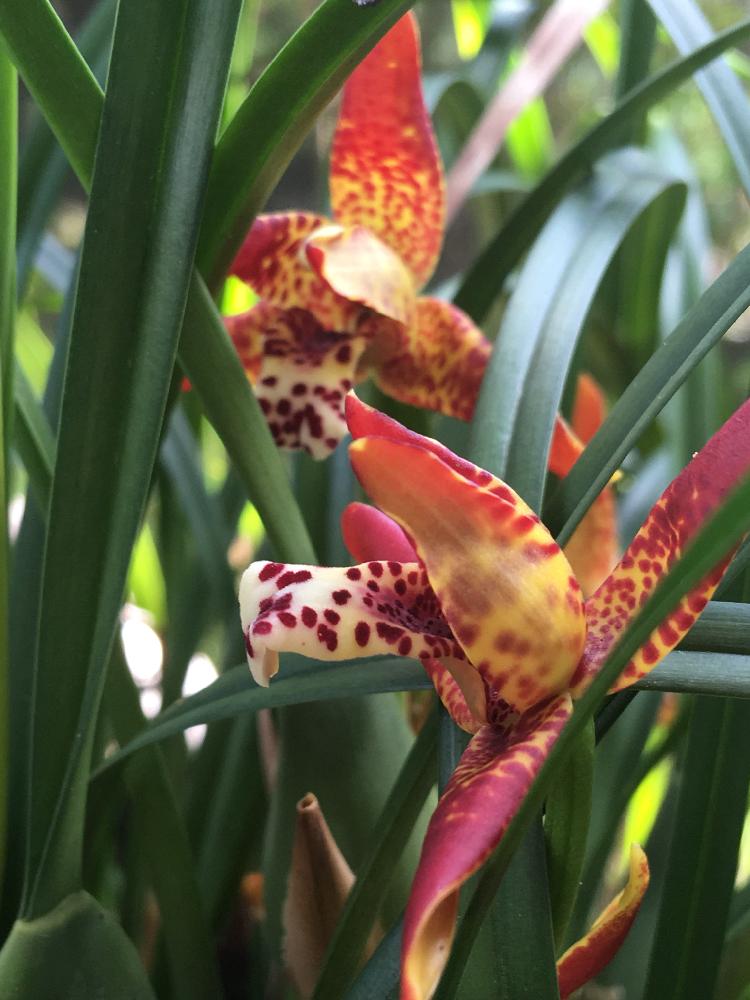 沖縄の投稿画像 By レンレンさん ガーデニングと花のある暮らしとお庭とgs植物うちなーぐち会 18月5月21日 Greensnap グリーンスナップ