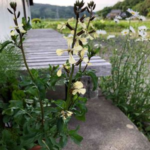 ハーブの寄せ植え,今日の一枚,花のある暮らし,ルッコラの花,小さな庭の画像