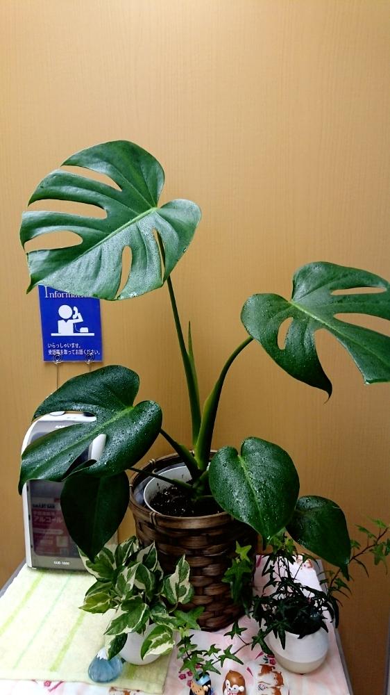 アイビーの投稿画像 By Tactさん ポトス エンジョイとモンステラ 18月5月21日 Greensnap グリーンスナップ