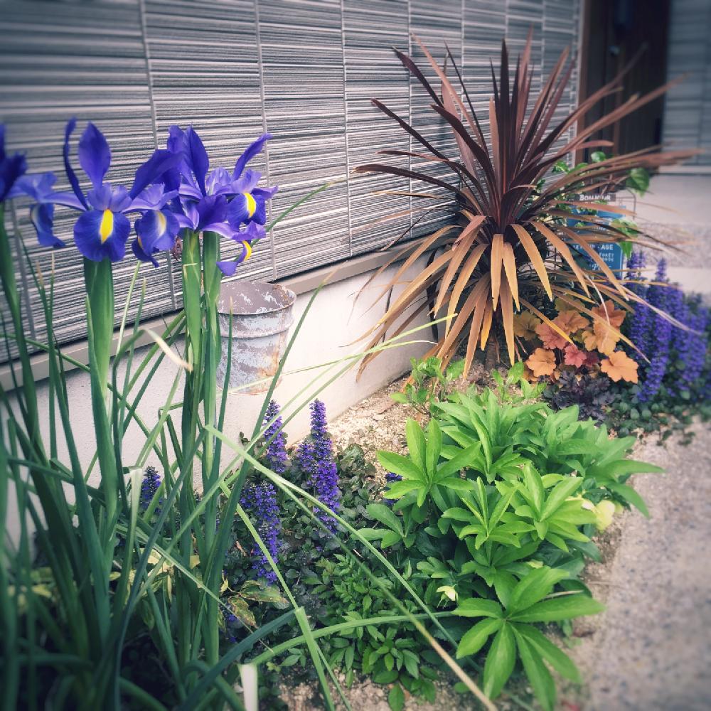 コルジリネレッドスターの投稿画像 By ケリケリさん コルジリネ レッドスターとアジュガとヒューケラと玄関とコルジリネレッドスター 18月5月21日 Greensnap グリーンスナップ Greensnap グリーンスナップ