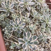 子持ち蓮華,子持ち蓮華錦,多肉植物,オロスタキス,サンキュー多肉の画像