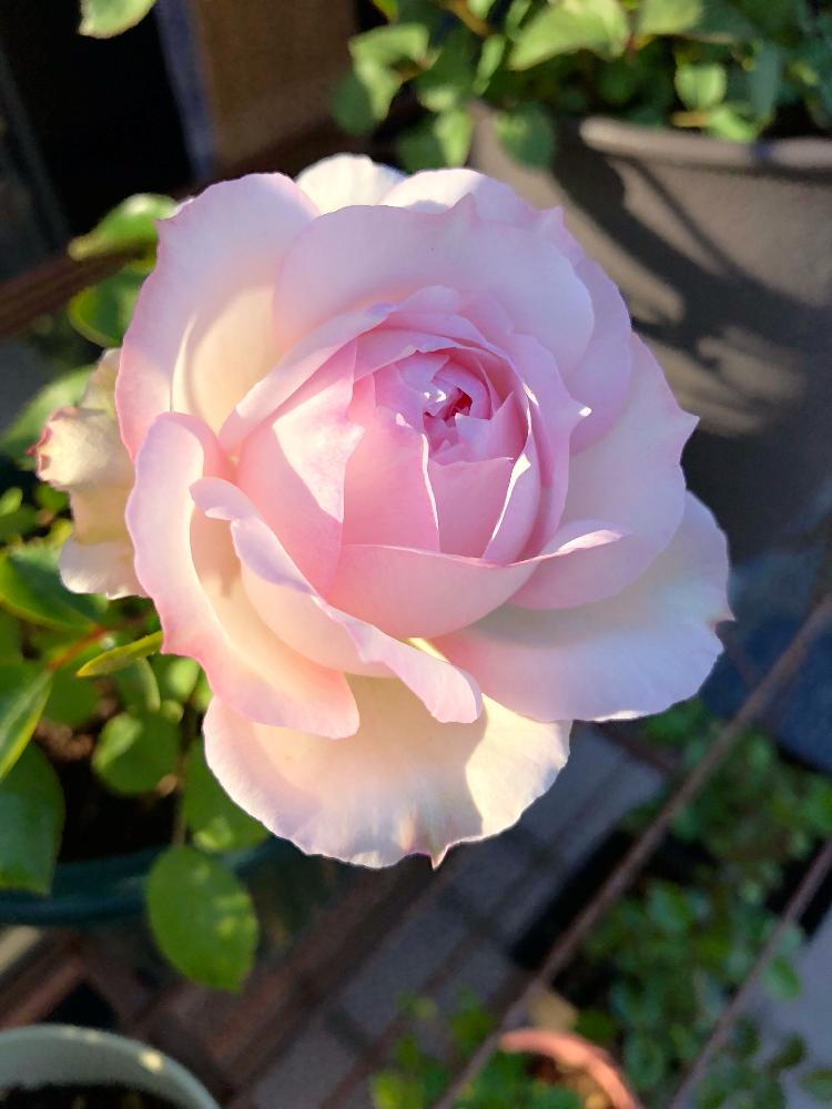 小さな庭の投稿画像 By Makoさん バラ フロリバンダとピンクの薔薇とバラステファニー グッテンベルクとステファニー グッテンベルクと今日の一枚と今日のお花とガーデニングと花のある暮らしと薔薇 とバラを楽しむとバラ フロリバンダ とピンクの薔薇とバラ
