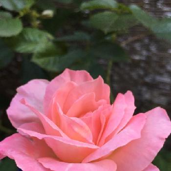 薔薇オードリーヘップバーンの画像 by 花が好きさん | 小さな庭と薔薇オードリーヘップバーンと美しいバラと薔薇愛同盟と素敵だなあ〜♡とありがとう♡と花のある世界♡といい感じ♪♪と好きな色合い♡と自慢のバラコンテスト2018とガーデニングと薔薇が好きです♡と花が好きです♡♡♡と可愛いピンク色♡と癒される〜〜♡