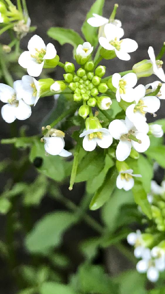 クレソンの投稿画像 By Mokoさん 石垣と湧き水とgs映えとgs日和と花のある暮らしとかわいいと白色の花 18月5月22日 Greensnap グリーンスナップ