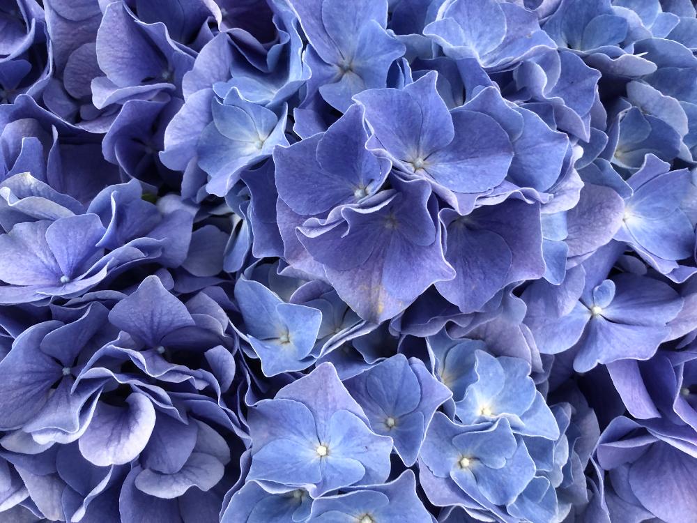 人生 壁紙 スマホ 青い花