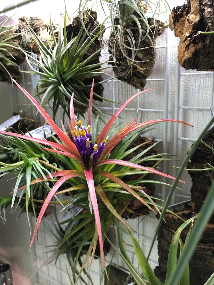 チランジア ビクトリアの投稿画像 By ぶりたまさん 着生植物とボタニカルライフと植物男子と壁面緑化とブロメリア科とティランジア属と植中毒と室内ジャングル化と花のある暮らしとエアプランツ 18月5月22日 Greensnap グリーンスナップ