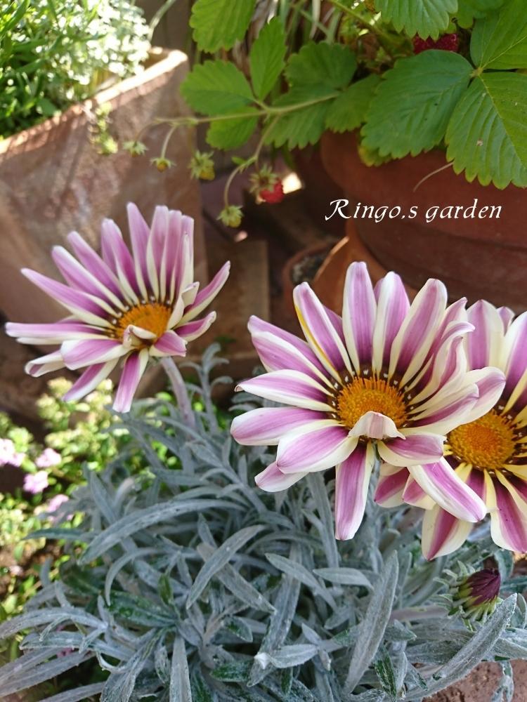 ワイルドストロベリーの投稿画像 By Ringoさん ガザニアと花のある暮らしとナチュラルガーデンと5月の庭 18月5月22日 Greensnap グリーンスナップ
