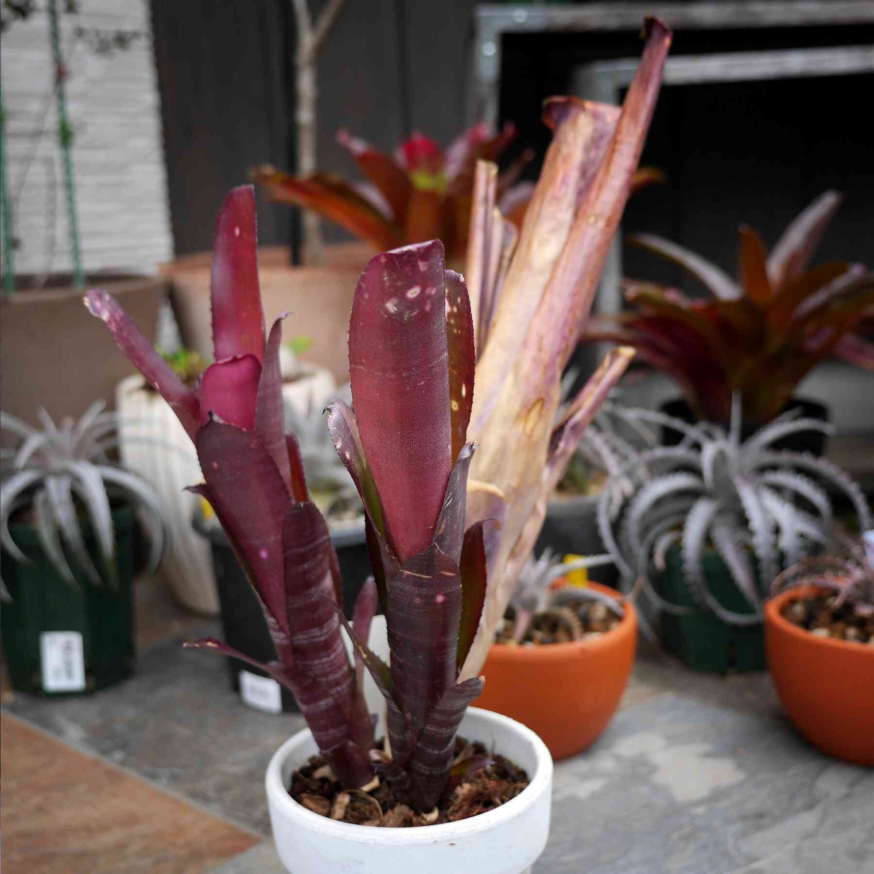 2018春の子株まつり ビルベルギア編｜🍀GreenSnap（グリーンスナップ）