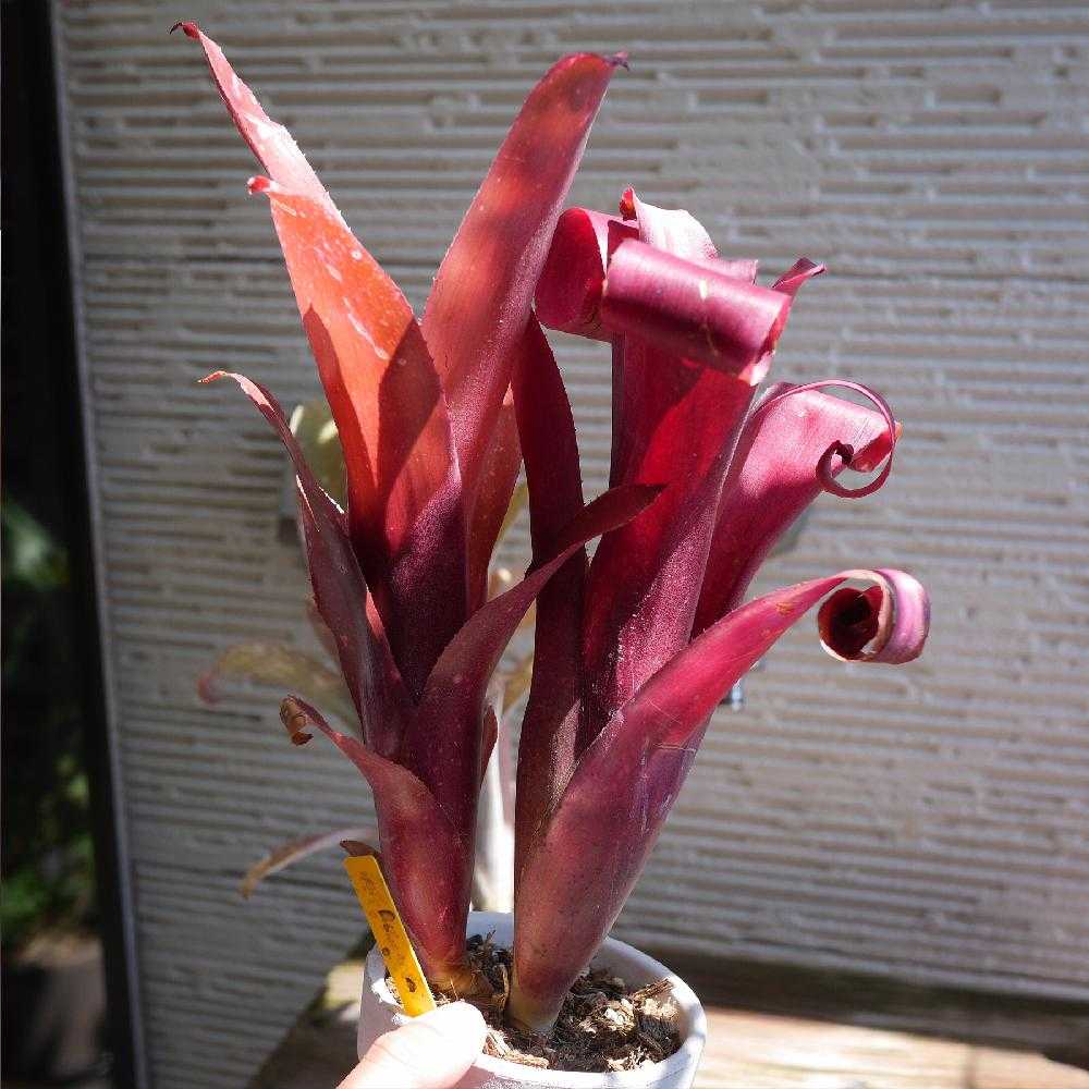 2018春の子株まつり ビルベルギア編｜🍀GreenSnap（グリーンスナップ）