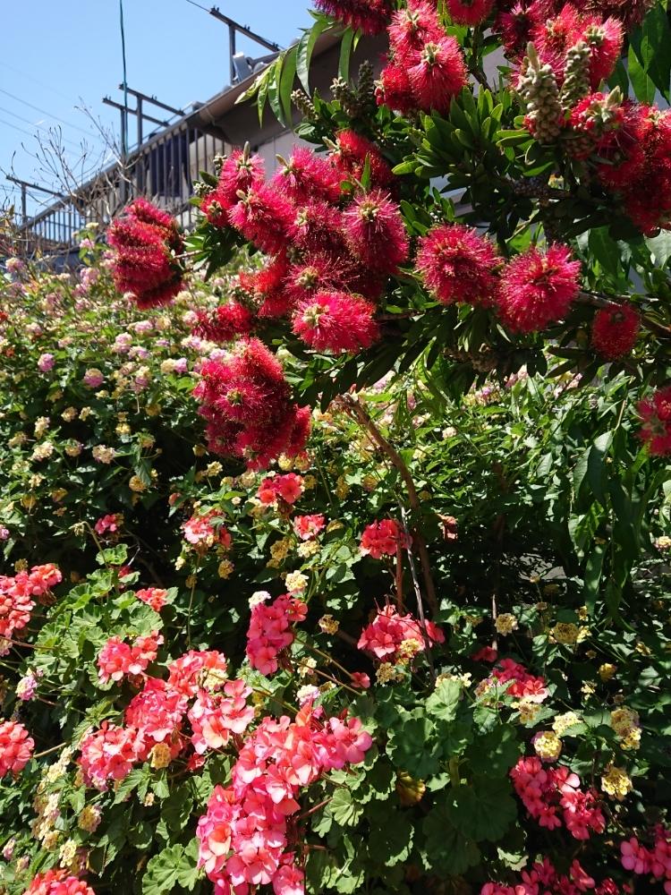 Gs映えの投稿画像 By 直径さん Gs日和とよその庭木とフトモモ科と花のある暮らしとお出かけ先と赤い花とオーストラリア ネイティヴプランツとgs映えとgs日和とよその庭木とフトモモ科と花のある暮らしと赤い花とオーストラリア ネイティヴプランツ 18月5月22日