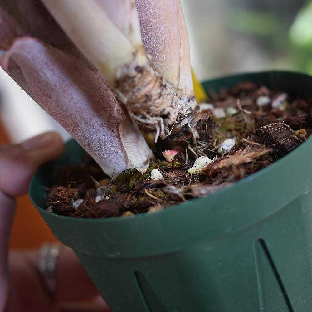 2018春の子株まつり ビルベルギア編｜🍀GreenSnap（グリーンスナップ）