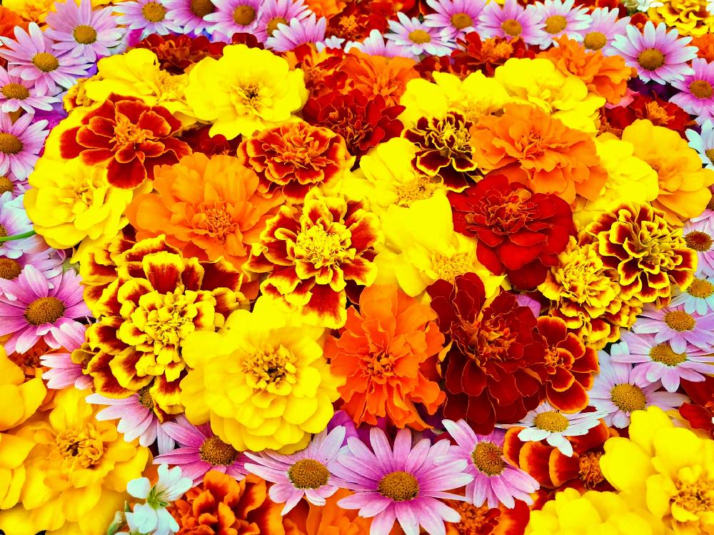 沢山のお花の投稿画像 By Kimikimiさん 壁紙と真上から と美花と綺麗なミドリとgs映えと幸せの黄色いお花と花遊び 18月5月22日 Greensnap グリーンスナップ