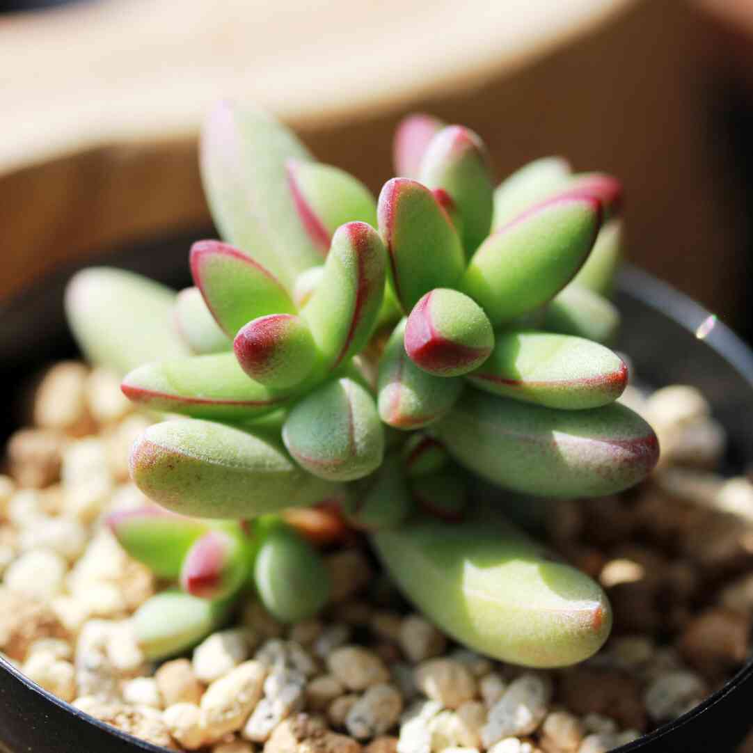 バルコニー/ベランダの投稿画像 by LeoNさん｜多肉植物と