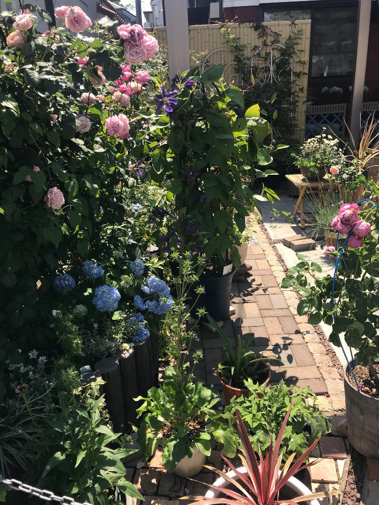花壇の投稿画像 By Sachiko さん 日陰とガーデニングと花のある暮らしとバラ ミニバラと花が好きと半日陰と北向き花壇 18月5月22日 Greensnap グリーンスナップ