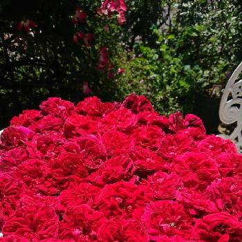 リパブリック ドゥ モンマルトルの画像 by ＹＵＭＩＫＯさん | 小さな庭とスマホ撮影と薔薇愛同盟と2018  Yumiko's garden薔薇と花が好き❤と薔薇に魅せられてと植中毒と薔薇が好き❤と自慢のバラコンテスト2018と花のある暮らしとリパブリック ドゥ モンマルトル