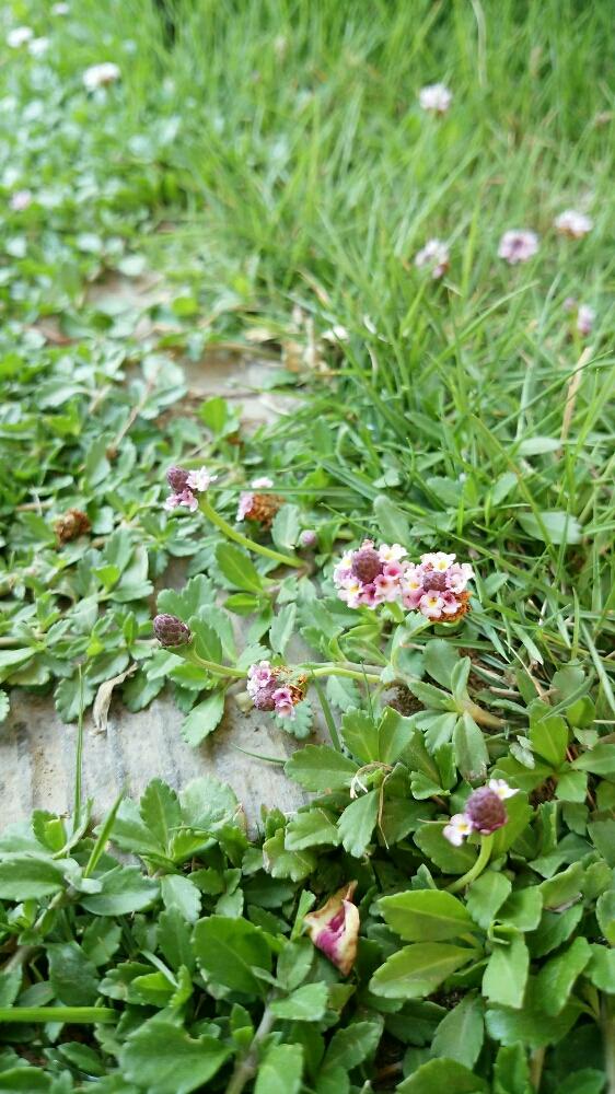 庭の芝生の投稿画像 By Dkmママさん ヒメイワダレソウ と強いとかわいいな と咲いた 18月5月22日 Greensnap グリーンスナップ