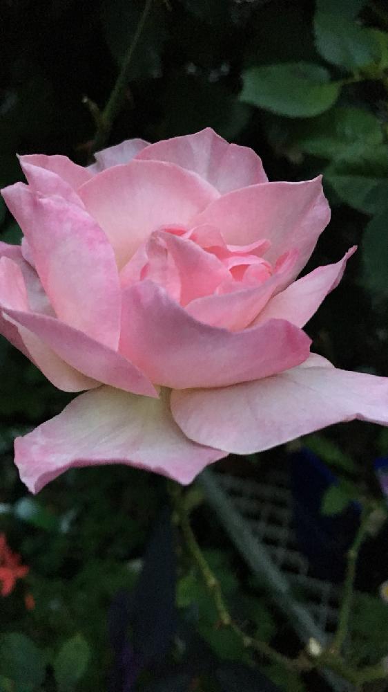 薔薇オードリーヘップバーンの投稿画像 By 花が好きさん 小さな庭と美しいバラと薔薇 愛同盟とありがとう と花のある世界 と楽しみ といい感じ と好きな色合い と自慢のバラコンテスト18とガーデニングと薔薇が好きです と花のある暮らしと花が好きです