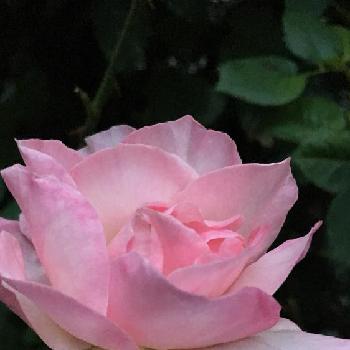 薔薇オードリーヘップバーンの画像 by 花が好きさん | 小さな庭と薔薇オードリーヘップバーンと美しいバラと薔薇愛同盟とありがとう♡と花のある世界♡と楽しみ〜〜♡といい感じ♪♪と好きな色合い♡と自慢のバラコンテスト2018とガーデニングと薔薇が好きです♡と花のある暮らしと花が好きです♡♡♡と可愛いピンク色♡と癒される〜〜♡