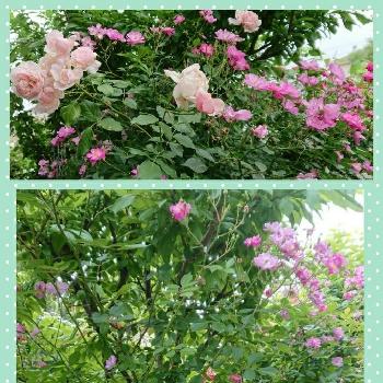 素敵な薔薇♡♡♡の画像 by のりりんの森さん | フェンスとお花を楽しむとラベンダードリーム薔薇と地植えの薔薇と薔薇を楽しむとฅ'ω'ฅかわいいと素敵な薔薇♡♡♡と花のある暮らしと白のフェンスとマダムフィガロ