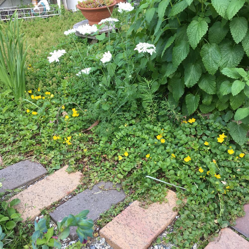 リシマキアの投稿画像 By Siroopさん オルレアとレモンバームとナチュラルガーデンと地植えとグランドカバー 18月5月22日 Greensnap グリーンスナップ