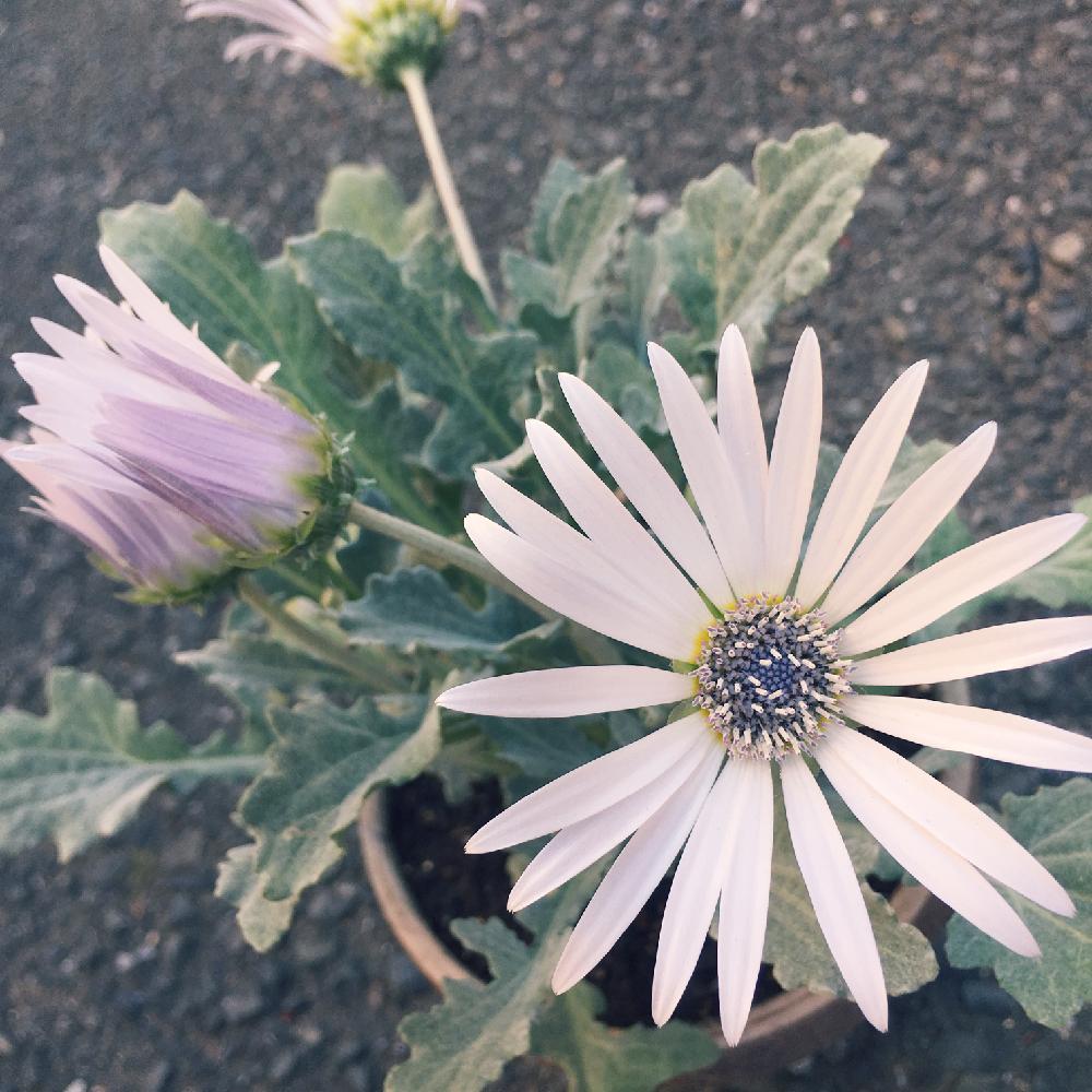 ラブリーアークトチス グランディス 最高の花の画像